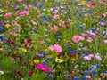 Wild Flower Meadow