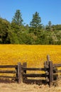 Wild Flower Meadow and Fencing Royalty Free Stock Photo