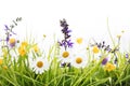 Wild flower meadow in front of white background Royalty Free Stock Photo