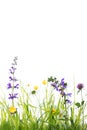 Wild flower meadow in front of white Royalty Free Stock Photo