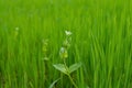 Wild flower in meadow with green grass in spring