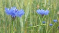 Wild flower, meadow or land, cornflowers and rye Royalty Free Stock Photo