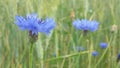 Wild flower, meadow or land, cornflowers and rye Royalty Free Stock Photo