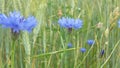 Wild flower, meadow or land, cornflowers and rye Royalty Free Stock Photo