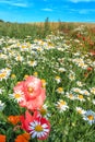 Wild Flower Meadow