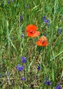 Wild flower meadow Royalty Free Stock Photo