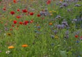 Wild Flower Meadow