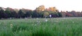 Wild Flower Meadows in Springtime, Ile de Puteaux - France