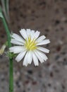 A wild flower near a busy shopping complex stairs