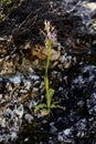 Wild flower Orphys italicum orchidaceae flower macro background wallpapers high quality prints canon 5DS