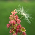 Wild flower Royalty Free Stock Photo