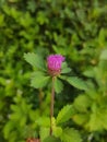 Wild flower with pink color very beautifull Royalty Free Stock Photo