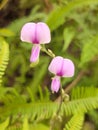 Wild flower with pink color very beautifull Royalty Free Stock Photo