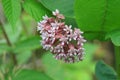 Wild flower on the plant