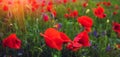 Wild flower poppy on the field with grasses at sunset Royalty Free Stock Photo