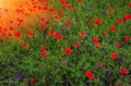 Wild flower poppy on the field with grasses at sunset Royalty Free Stock Photo