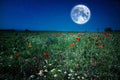 Wild flower poppy field meadow at night with moon and stars