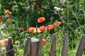 Wild flower poppy garden with wooden picket fence