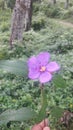  A wild flower . Purplish and yellow flower . Leaves are wide.