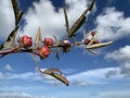 Wild flower of Roselle calyces plant on blue sky background in tropical Bali, Indonesia Royalty Free Stock Photo