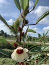 Wild flower of Roselle calyces plant on blue sky background in tropical Bali, Indonesia Royalty Free Stock Photo