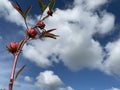 Wild flower of Roselle calyces plant on blue sky and clouds background in tropical Bali, Indonesia. Single plant grow on blue sky. Royalty Free Stock Photo