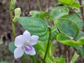 wild flower from the side of the road Royalty Free Stock Photo