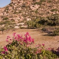 Wild flower similar to bougainvillea