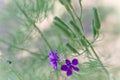Wild flower. Small DOF Royalty Free Stock Photo