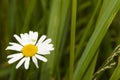 Wild flower with a small spider