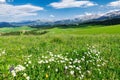 The wild flower in summer grassland in Jiang braque scenic spot