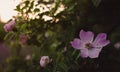 Wild flower in the sunset. Royalty Free Stock Photo