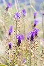 Wild flower tassel hyacinth, or  tassel grape hyacinth Royalty Free Stock Photo