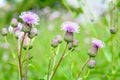 Wild flower Thistle or Marianum or Burdock - herbal plant used in medicine