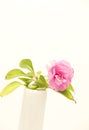 Wild flower vase Royalty Free Stock Photo