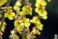 Wild flower Verbascum thapsus mullein plant with yellow flowers Royalty Free Stock Photo