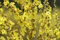 Wild flower Verbascum thapsus mullein plant with yellow flowers Royalty Free Stock Photo