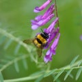 Wild flower Vicia villosa with bumble-bee Royalty Free Stock Photo