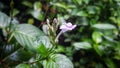 Wild flower with water drop with green leaf backround Royalty Free Stock Photo