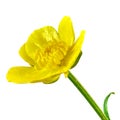 Wild flower yellow buttercup, isolated on a white background. Close-up. Element of design. Royalty Free Stock Photo