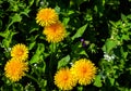 small wild flower yellow dandelion Royalty Free Stock Photo