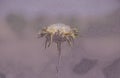 Single seed head of wild thistle plant. Spikey plant Royalty Free Stock Photo