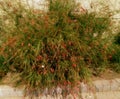 Wild flowering bush in September