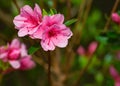 Flowering Pink Azaleas in a Mountain Park - 2