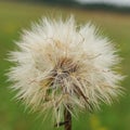 Plant with pappus