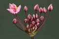 A pretty wild Flowering Rush, Butomus umbellatus, growing at the edge of a pond in the UK.