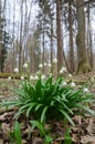 Wild flowering Snowdrops in the forest Royalty Free Stock Photo