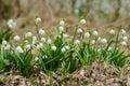 Wild flowering Snowdrops in the forest Royalty Free Stock Photo