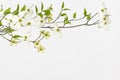 Wild flowering white dogwoods Royalty Free Stock Photo