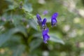 Wild flowers of Aconitum sp. in the natural environment of growth. Royalty Free Stock Photo